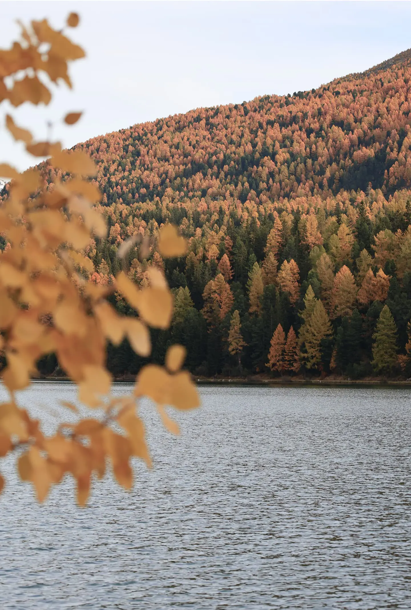Badrutts Palace Gallery Landscape Nature Lake Autumn 049 S