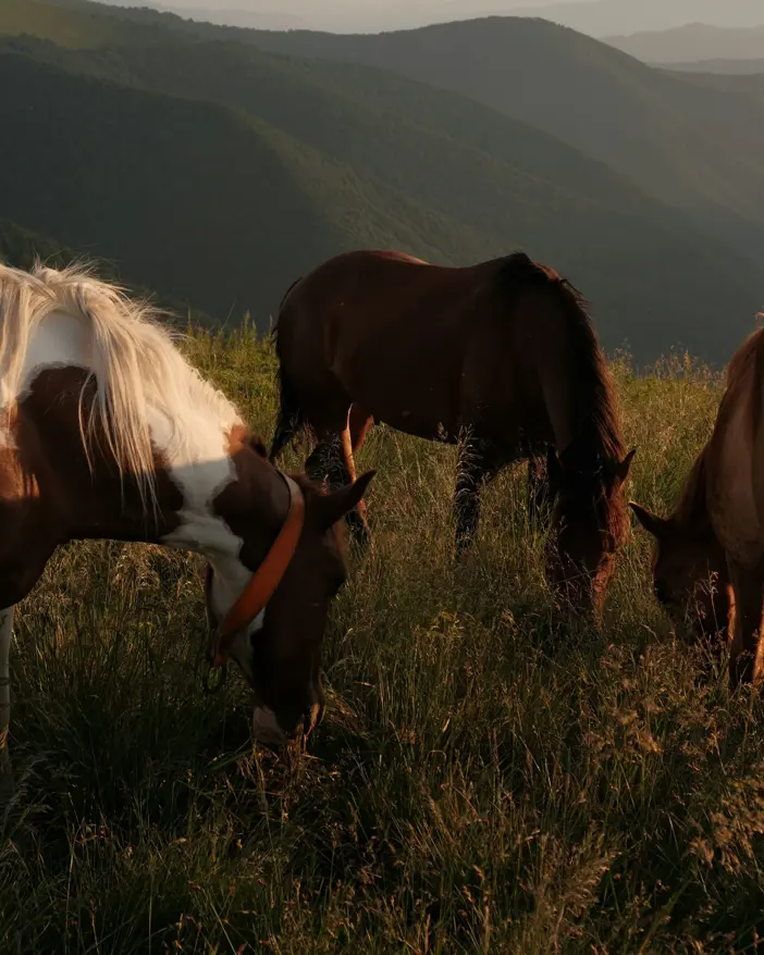 Badrutts Palace Experiences Summer Equestrian Adventures Horses